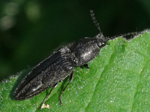 Elateridae: Cydnopus sp. (cfr.)